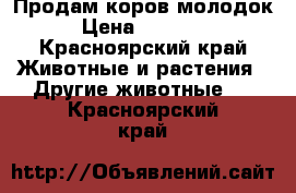 Продам коров молодок › Цена ­ 35 000 - Красноярский край Животные и растения » Другие животные   . Красноярский край